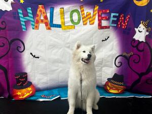 Samoyed Halloween 